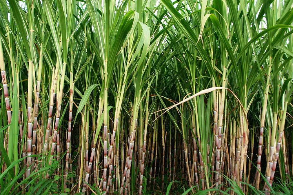 Is Sugarcane Fiber Healthy? Unveiling the Truth (Including Medical References) - IV Nutrition