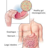 Gut Health 101: Essential Tips for Beginners - IV Nutrition
