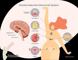 How Gut Health Can Impact Your Hormonal Imbalance? - IV Nutrition