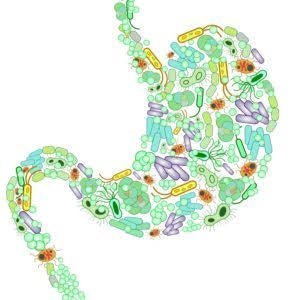 Improving Your Gut Microbiome: A Deep Dive into Trending Gut Health Powders - IV Nutrition