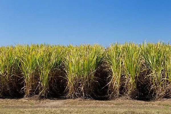 Is Sugarcane Fiber Healthy? - IV Nutrition