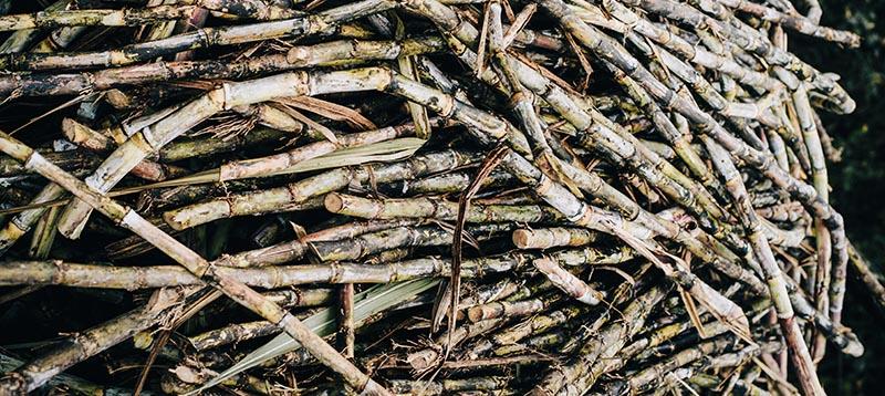 Is sugarcane fiber healthy for bloating ? - IV Nutrition