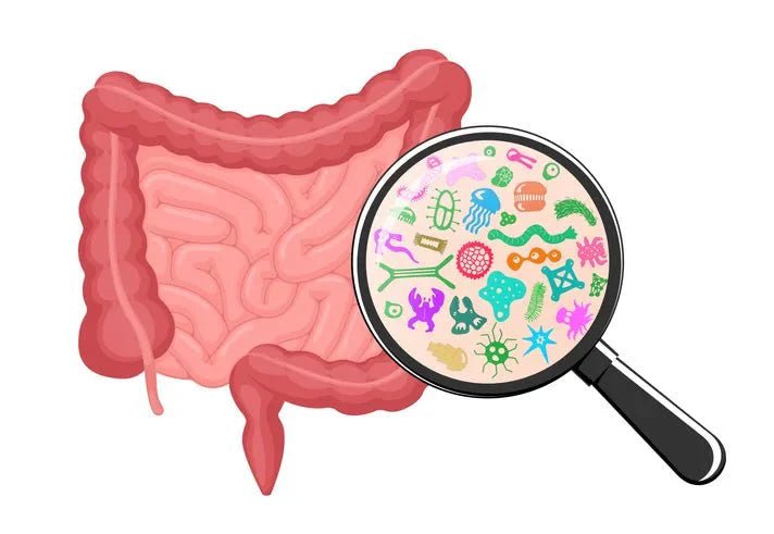 Protein Consumption, the Gut Microbiota, and Health - IV Nutrition