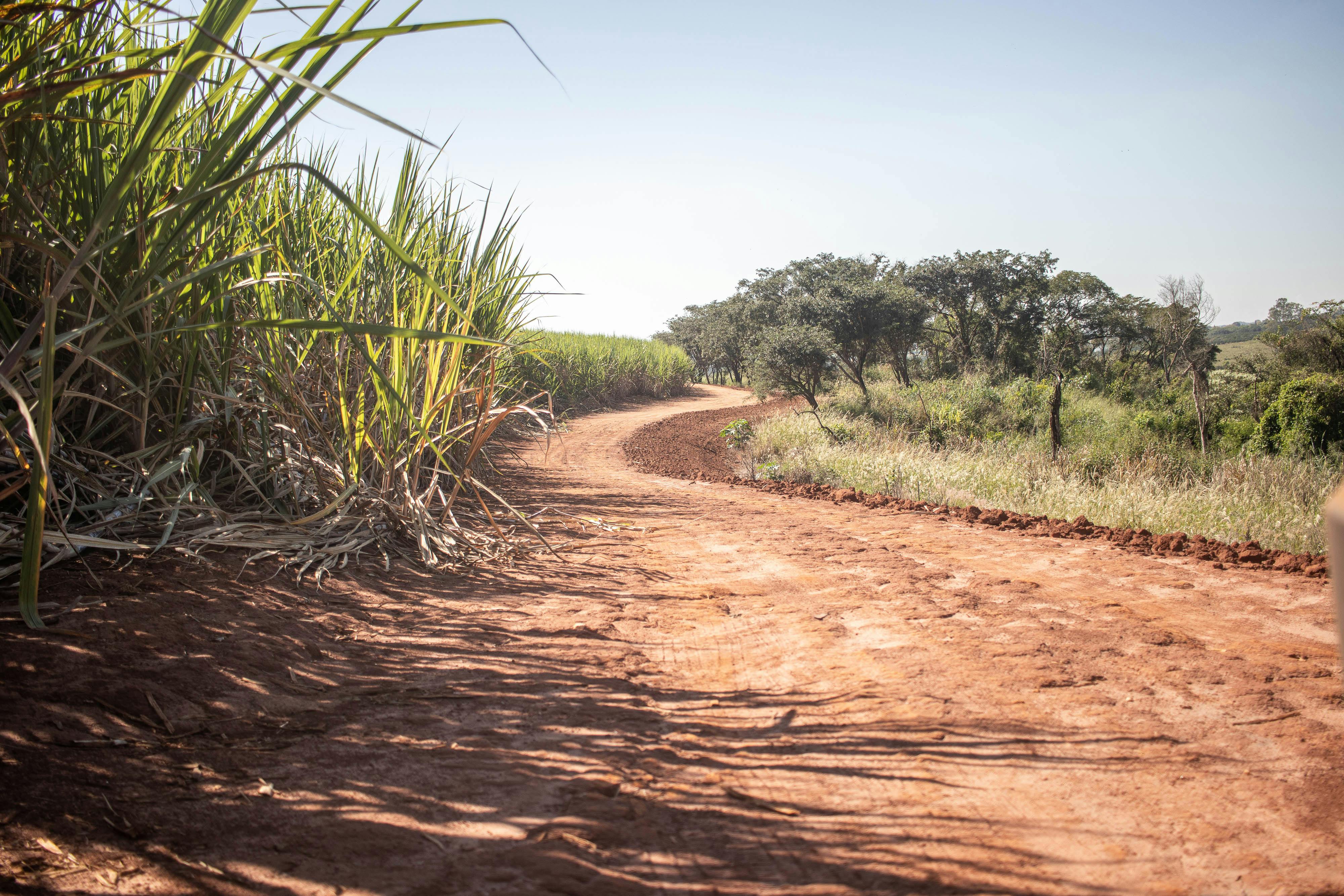 Sugarcane Fiber vs. Other Dietary Fibers: A Comparative Analysis - IV Nutrition