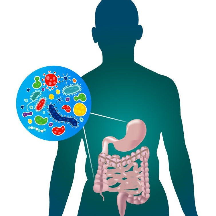 The Gut Microbiota Clock: The Close Connection Between Gut Microbiota and Dietary Patterns - IV Nutrition