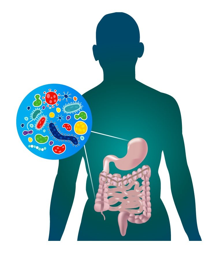 The Gut Microbiota Clock: The Close Connection Between Gut Microbiota and Dietary Patterns - IV Nutrition