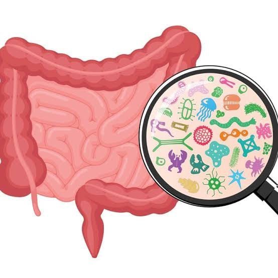 The Immunity Boost: Gut Health Powders and Their Crucial Role - IV Nutrition