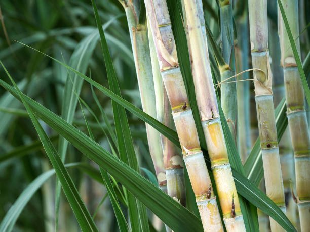 The Science Behind Sugarcane Fiber: A Natural Ally Against Diabetes? - IV Nutrition