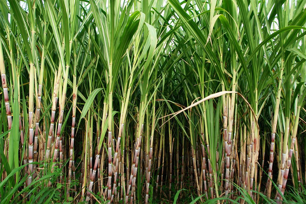 Uncommon Uses of Sugarcane Fibre: From Food to Fashion and Beyond - IV Nutrition