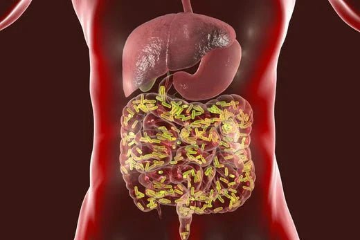 Why Is Everyone Talking About Gut Health? - IV Nutrition